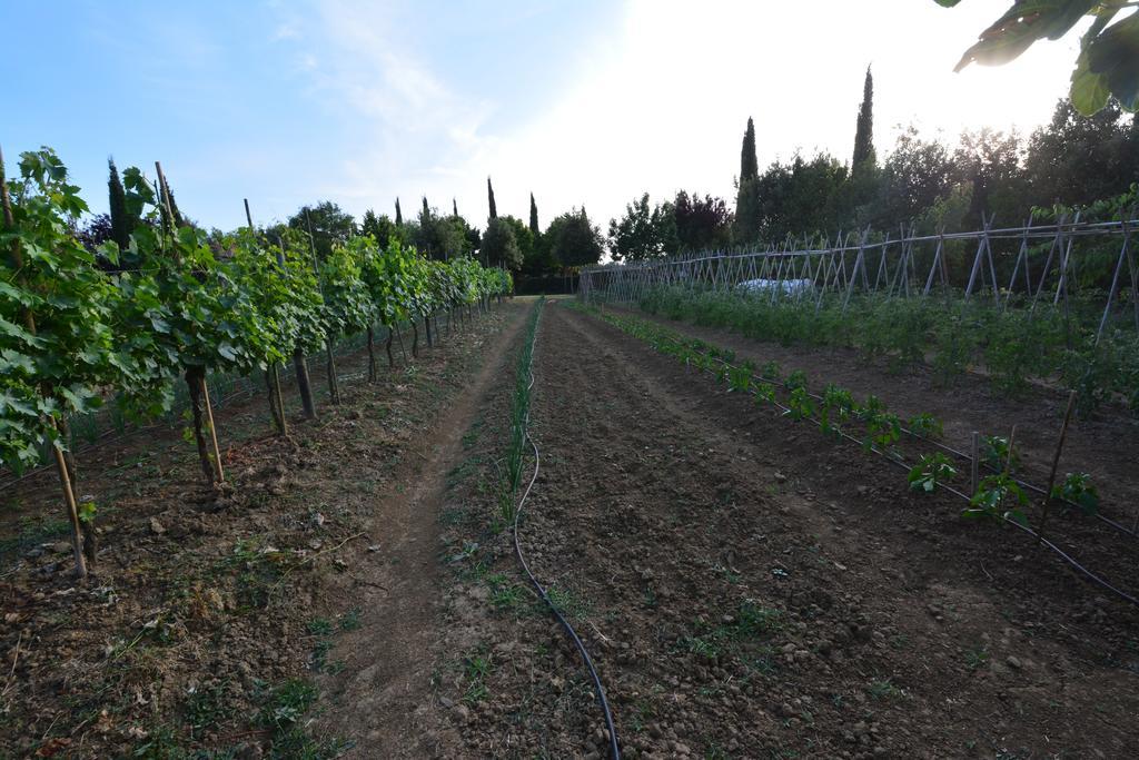 Agriturismo Dolce Verde Castiglione del Lago Luaran gambar